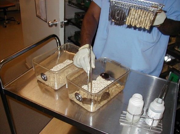 lab technician & mice