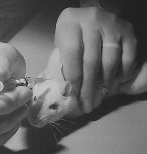 mouse given shot