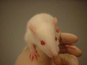mouse
