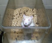 mouse in container