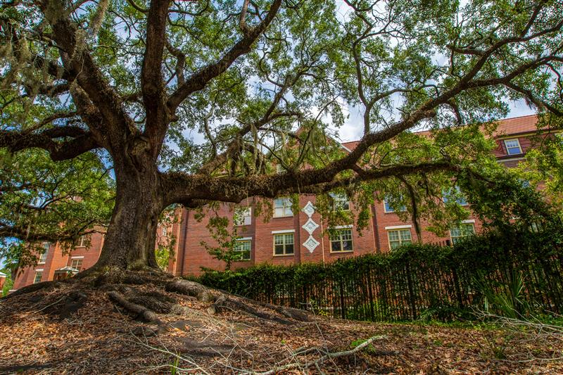 A fall zone of leaves underneath a Live Oak at DeGraff Hall.