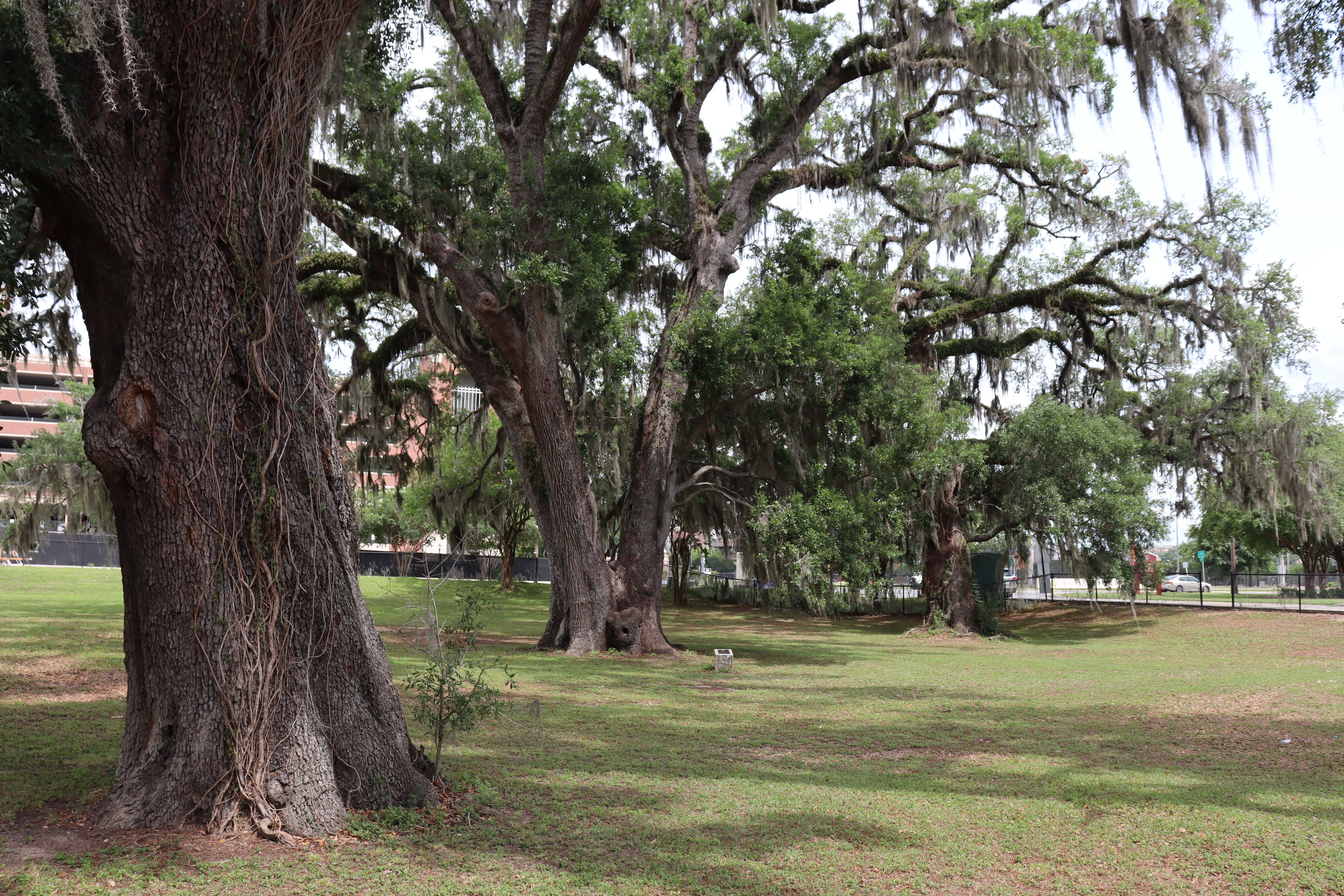 Protecting FSU's Living Legacy: Tree Protection Zones and Patriarch Trees 