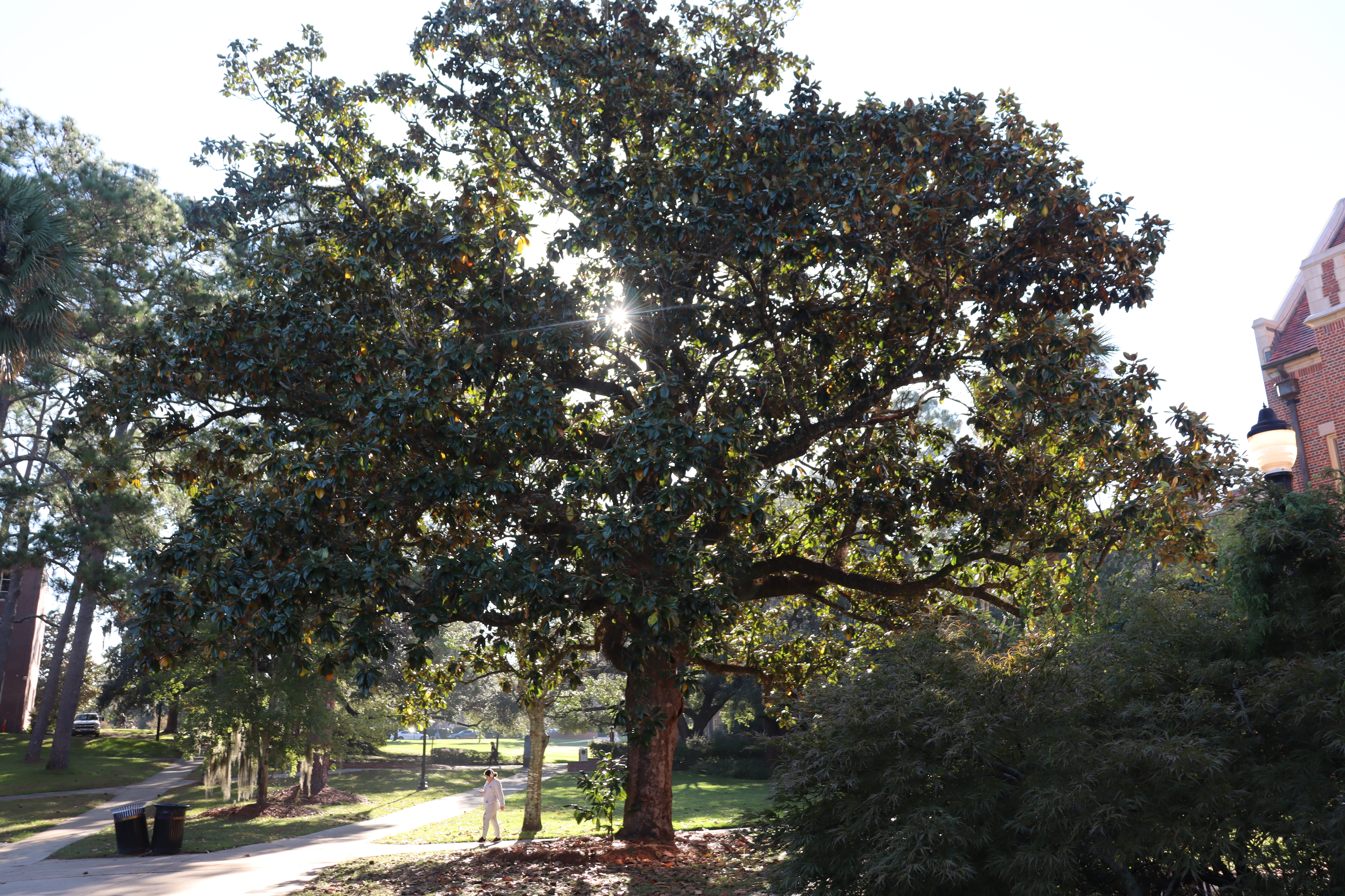 Tree Trunk Health: What You Might Not Have Known 