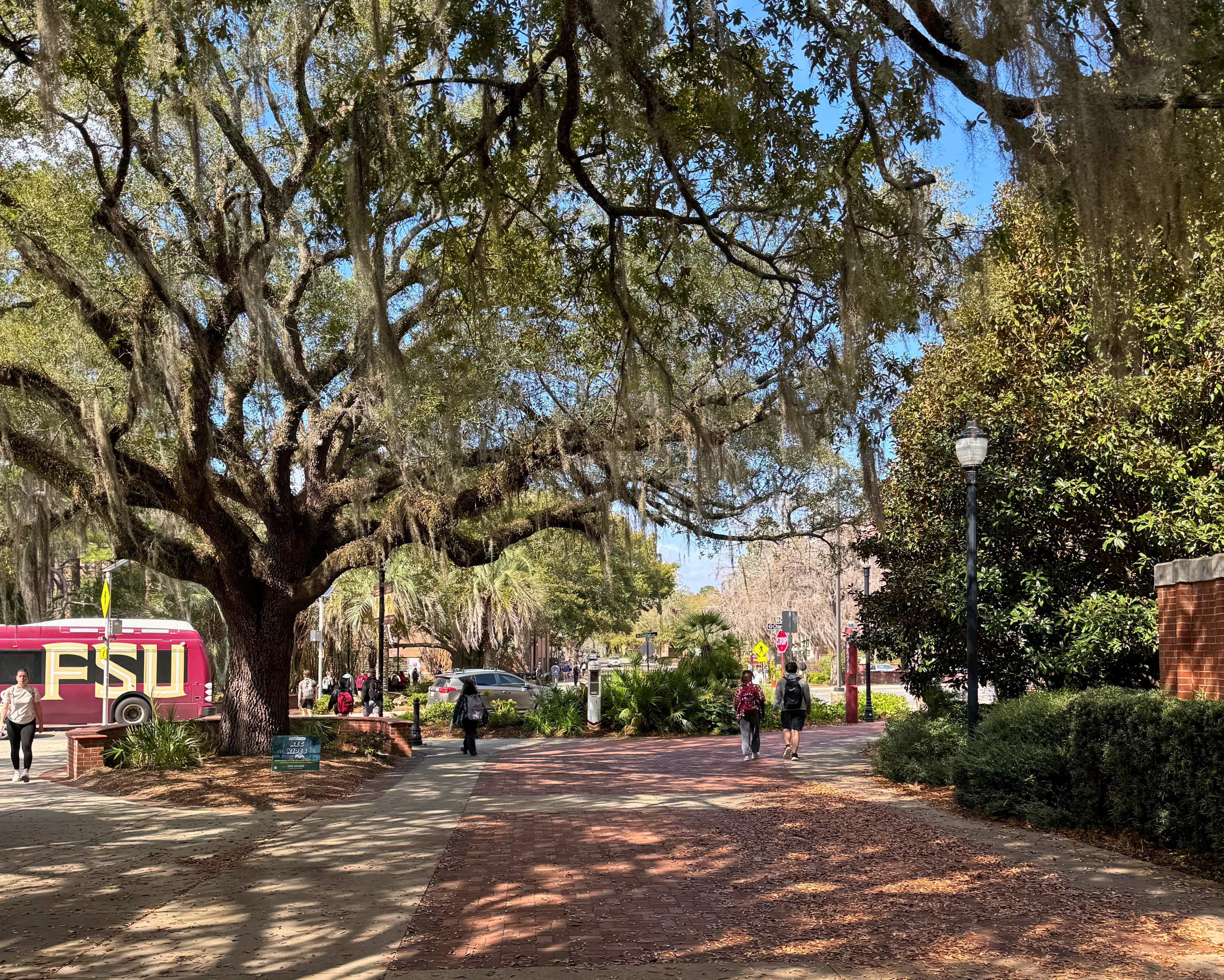 Live Oaks in various stages of leaf drop along Legacy Walk