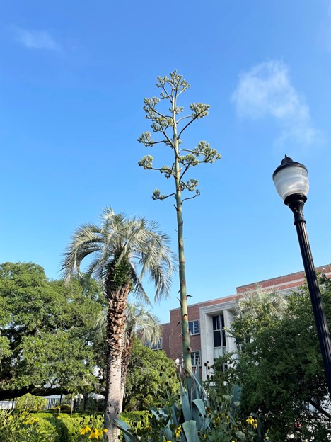 Agave Americana