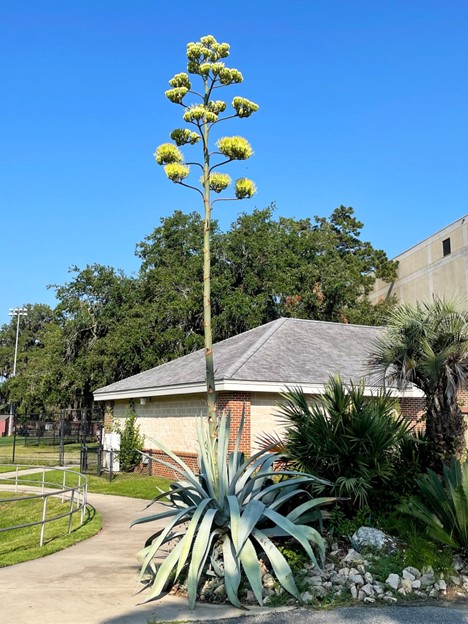Agave Americana