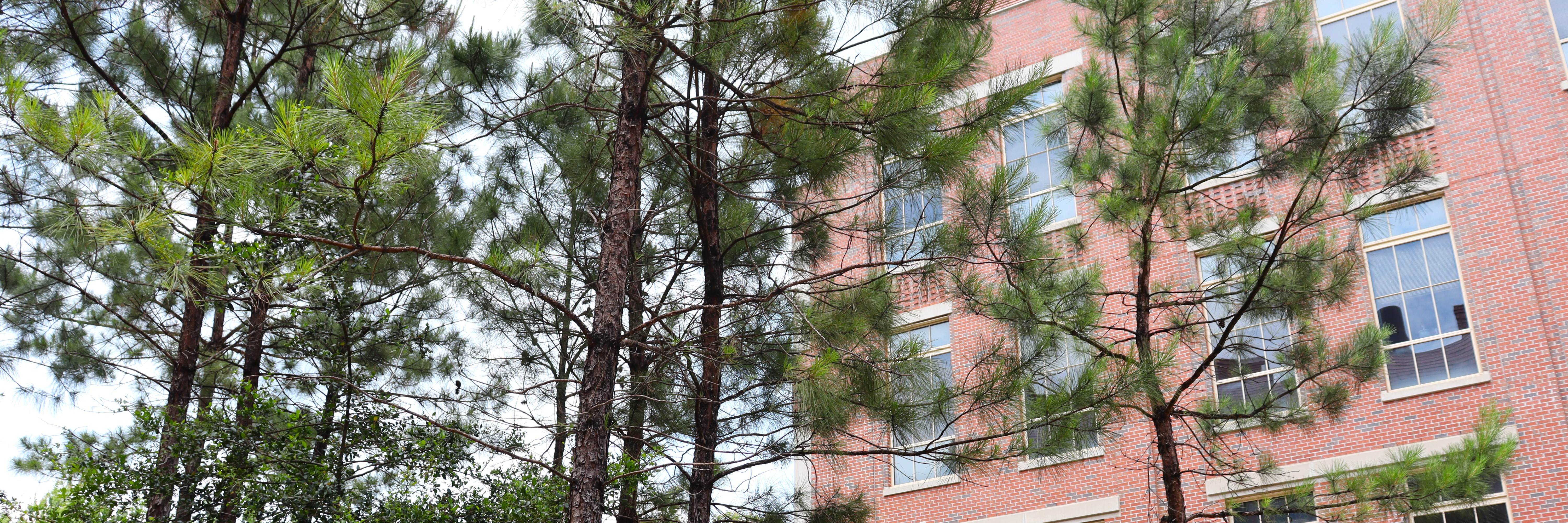 Where the Wild Things Grow: Native Plants at FSU