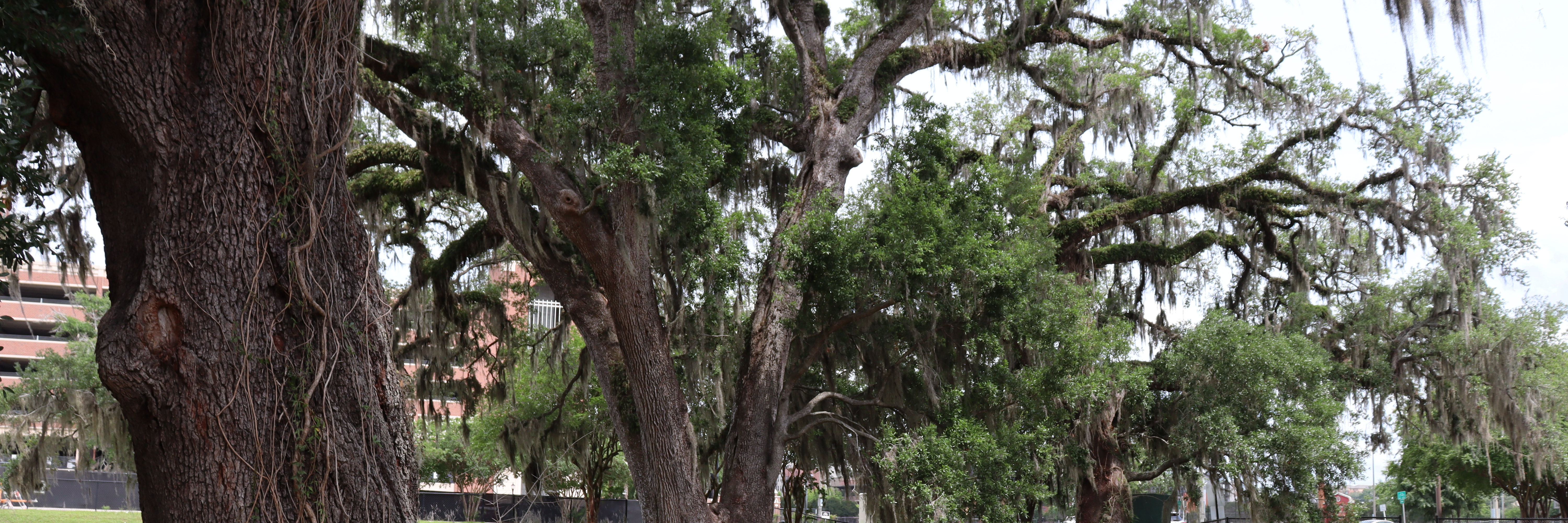 Protecting FSU's Living Legacy: Tree Protection Zones and Patriarch Trees